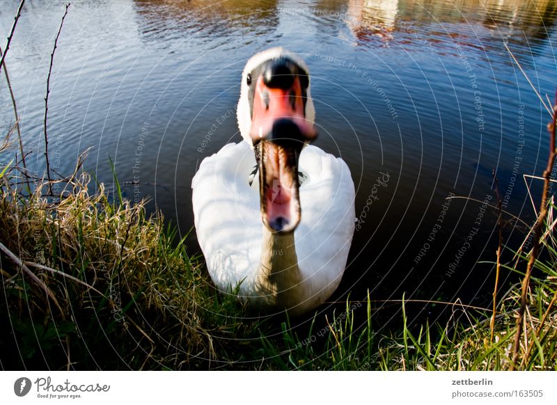 Schwan Farbfoto Außenaufnahme Menschenleer Textfreiraum links Textfreiraum rechts Tag Bewegungsunschärfe Tierporträt Blick Ferien & Urlaub & Reisen Abenteuer