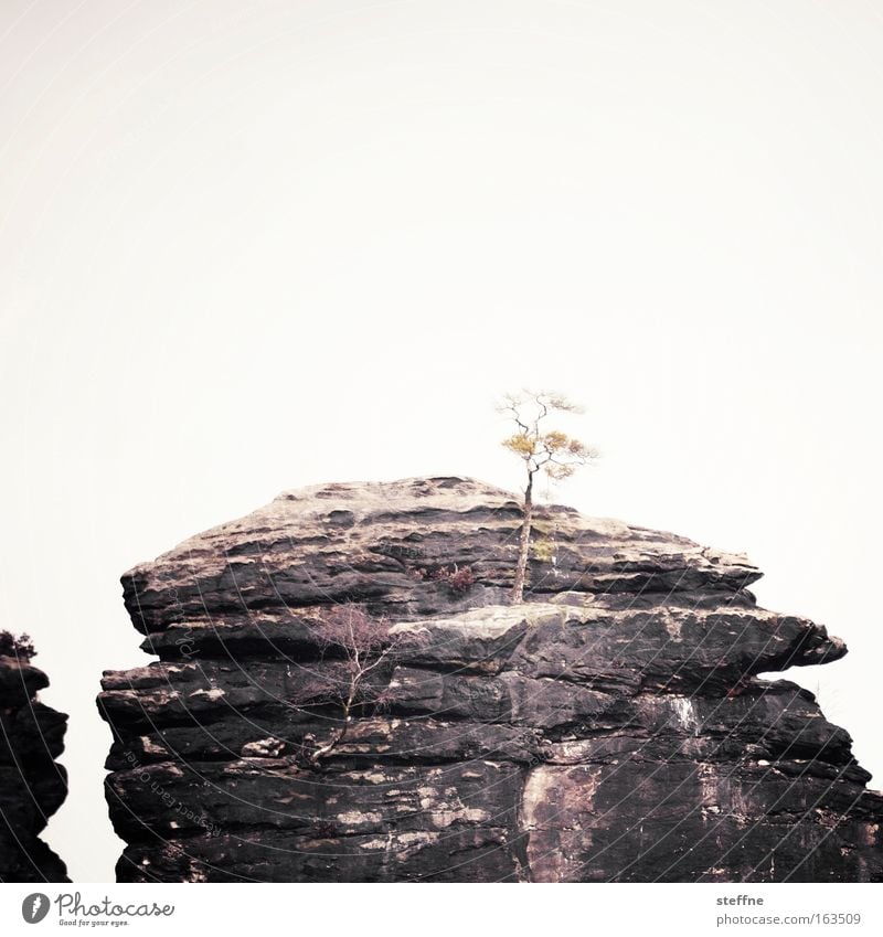 Big in Japan Gedeckte Farben Außenaufnahme Menschenleer Textfreiraum oben Freisteller Tag Zentralperspektive Natur Landschaft Wolkenloser Himmel Baum Bonsai