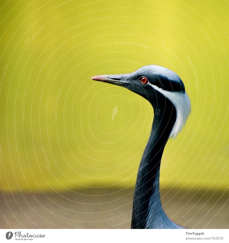 Schräger Vogel Farbfoto Außenaufnahme Menschenleer Textfreiraum links Freisteller Kontrast Silhouette Schwache Tiefenschärfe Zentralperspektive Tierporträt