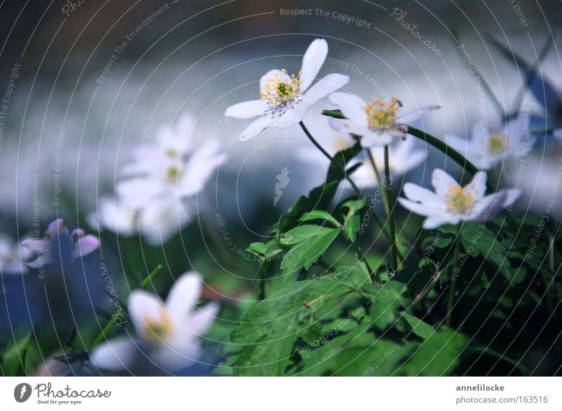 Buschwindröschen Farbfoto Außenaufnahme Nahaufnahme Menschenleer Tag Schwache Tiefenschärfe Froschperspektive Umwelt Natur Landschaft Pflanze Frühling