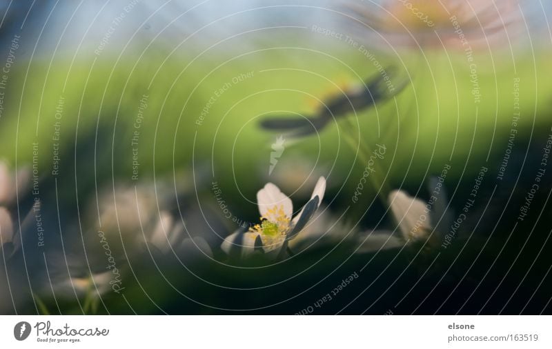 WINDRÖSBUSCHCHEN Farbfoto mehrfarbig Außenaufnahme Nahaufnahme Detailaufnahme Makroaufnahme abstrakt Menschenleer Abend Dämmerung Schatten Kontrast Silhouette