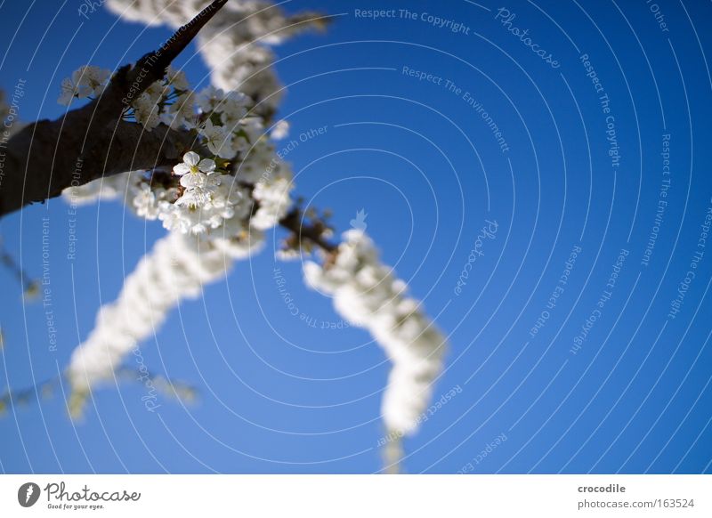 Apfelblüte Farbfoto mehrfarbig Außenaufnahme Nahaufnahme Detailaufnahme Makroaufnahme Menschenleer Textfreiraum rechts Tag Licht Schatten Kontrast Sonnenlicht