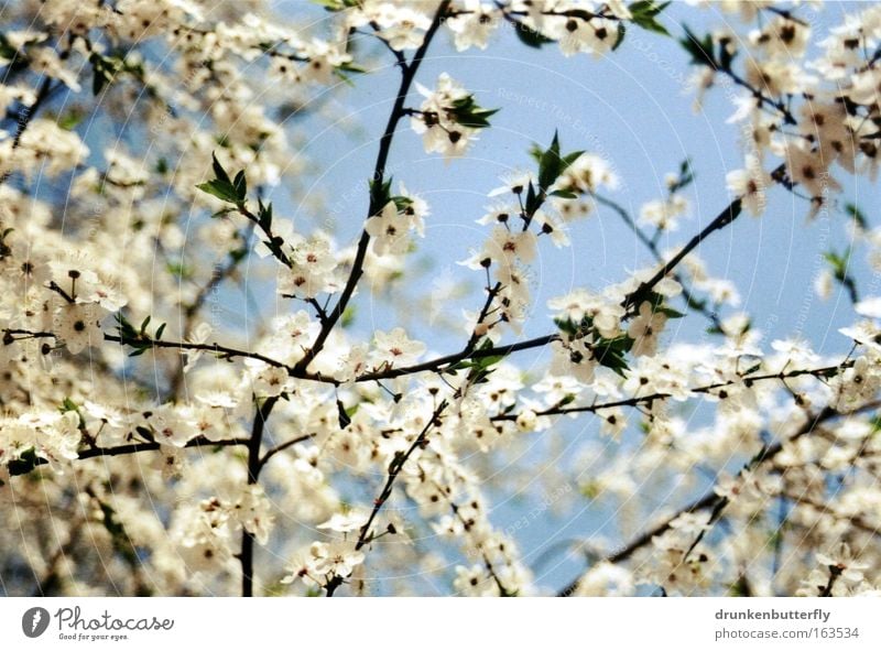 Blütennetz Farbfoto Außenaufnahme Tag Licht Sonnenlicht Froschperspektive Natur Landschaft Luft Himmel Wolkenloser Himmel Frühling Schönes Wetter Pflanze Baum