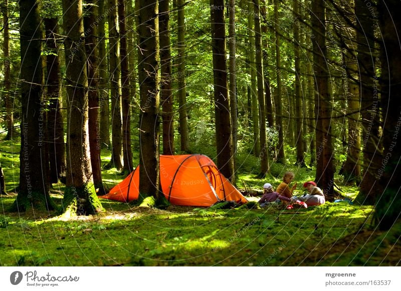 Leuchten im grünen Wald Farbfoto mehrfarbig Außenaufnahme Tag Licht Schatten Kontrast Zentralperspektive Lifestyle Ferien & Urlaub & Reisen Tourismus Expedition