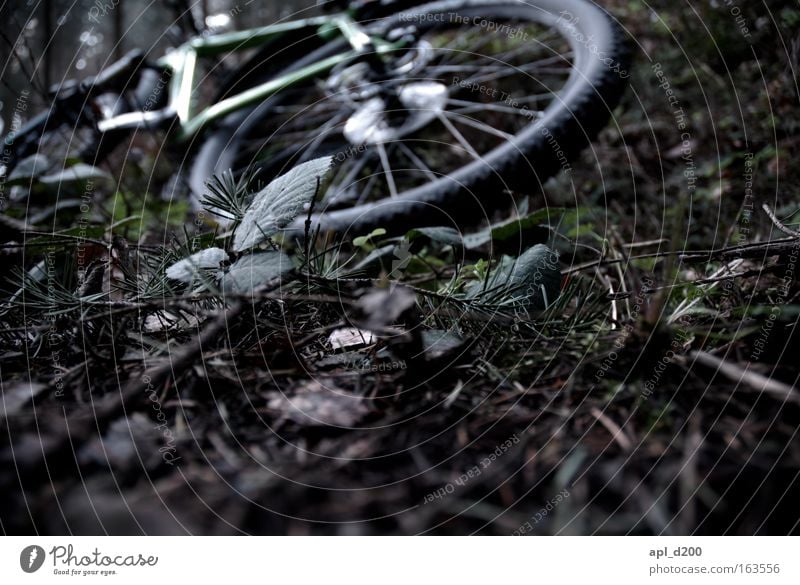 Radumfall Farbfoto Außenaufnahme Menschenleer Textfreiraum unten Abend Schatten Schwache Tiefenschärfe Froschperspektive Natur Pflanze Verkehrsmittel