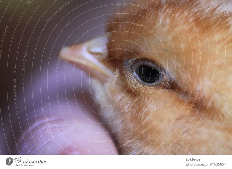 Blick Lebensmittel Ernährung Umwelt Natur Tier Haustier Nutztier Vogel Tierjunges Glück Fröhlichkeit Zufriedenheit Lebensfreude Frühlingsgefühle Küken Hand