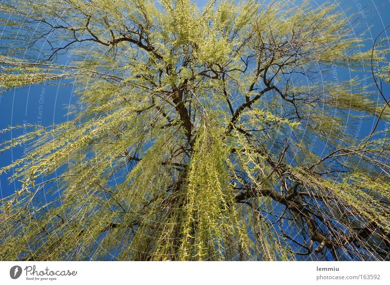 Trauerweide im Frühling Farbfoto Außenaufnahme Menschenleer Tag Sonnenlicht Froschperspektive Weitwinkel Natur Pflanze Himmel Wolkenloser Himmel Schönes Wetter