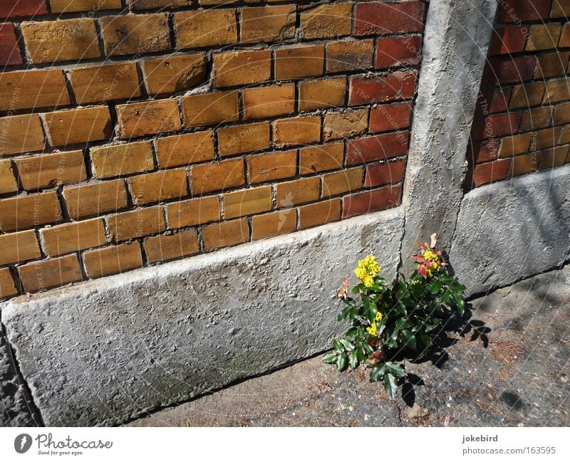 Suchbild Sommer Schönes Wetter Pflanze Sträucher Blüte Mauer Wand Fassade Fußgänger Wege & Pfade Bahnhof Stein Backstein einfach klein unten Tugend bescheiden