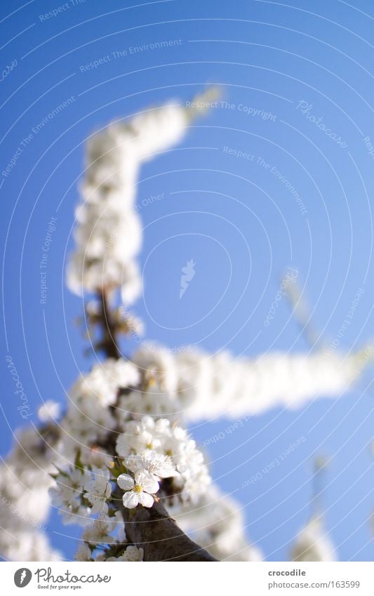 Apfelblüte III Farbfoto mehrfarbig Außenaufnahme Nahaufnahme Detailaufnahme Makroaufnahme Textfreiraum rechts Tag Licht Schatten Kontrast Sonnenlicht Unschärfe