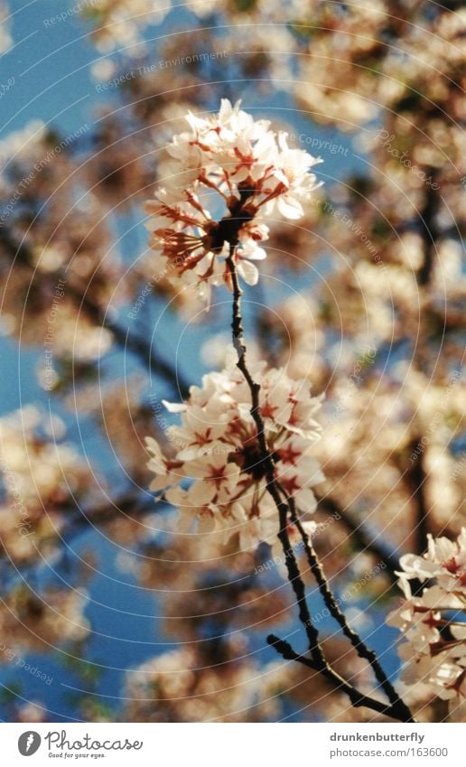 Blütenzauber II Farbfoto Nahaufnahme Detailaufnahme Tag Schwache Tiefenschärfe Umwelt Natur Pflanze Himmel Wolkenloser Himmel Frühling blau braun grün schwarz