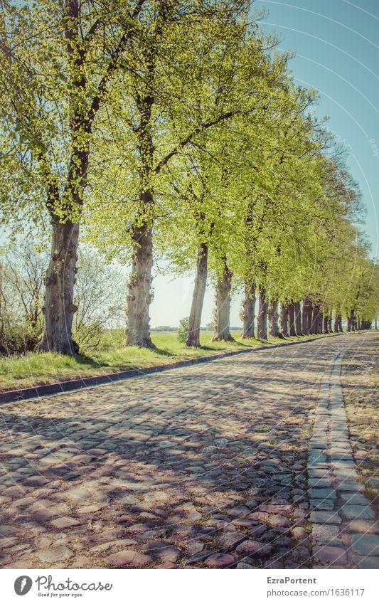 Bäume Allee Kopfsteinpflaster Strasse Natur Himmel Frühling Sommer Pflanze Baum Blatt Verkehrswege Straße Wege & Pfade blau grau grün Farbfoto Gedeckte Farben