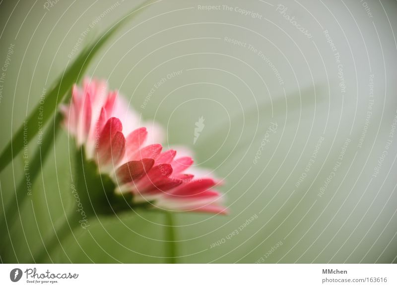 Gänse und Blümchen Farbfoto mehrfarbig Außenaufnahme Nahaufnahme Detailaufnahme Makroaufnahme Textfreiraum rechts Hintergrund neutral Tag Licht Unschärfe Profil