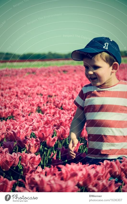 Blumenfreund Ausflug Freiheit Sommer Kind Mensch Junge 1 3-8 Jahre Kindheit Umwelt Natur Landschaft Pflanze Himmel Frühling Schönes Wetter Tulpe Park Wiese Feld