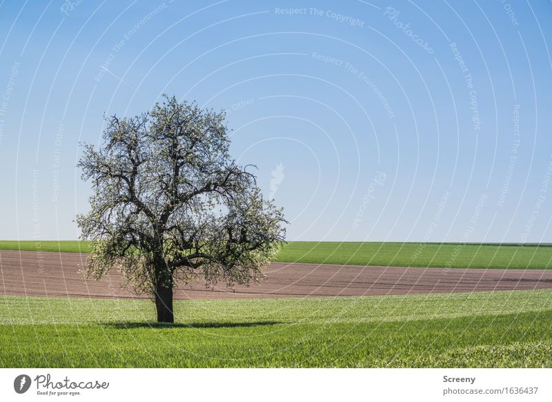 Akkurat Natur Landschaft Pflanze Erde Himmel Wolkenloser Himmel Frühling Schönes Wetter Baum Gras Wiese Feld Blühend Wachstum blau braun grün Gelassenheit