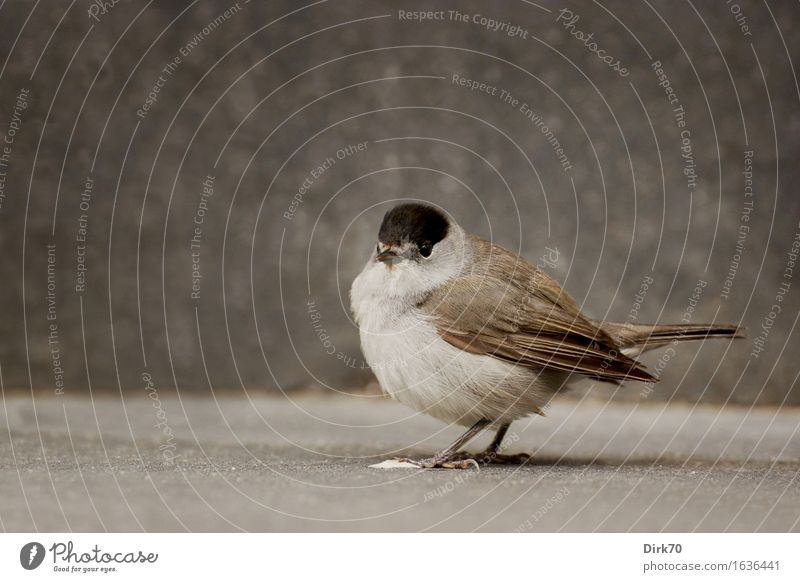 Piepmatzporträt Häusliches Leben Garten Umwelt Terrasse Tier Wildtier Vogel Singvögel Mönchsgrasmücke Grasmücke 1 Stein Beton Blick stehen dunkel kuschlig klein