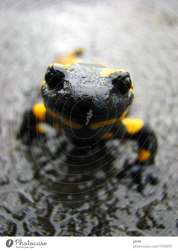 halloo Farbfoto Makroaufnahme Menschenleer Tag Schatten Schwache Tiefenschärfe Froschperspektive Tierporträt Blick Regen Straße Tiergesicht 1 nass gelb schwarz