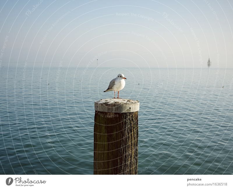 rund | schau Landschaft Urelemente Wasser Himmel Frühling Sommer Schönes Wetter Alpen Seeufer Bodensee Tier Wildtier Vogel 1 beobachten Blick Erfolg frei