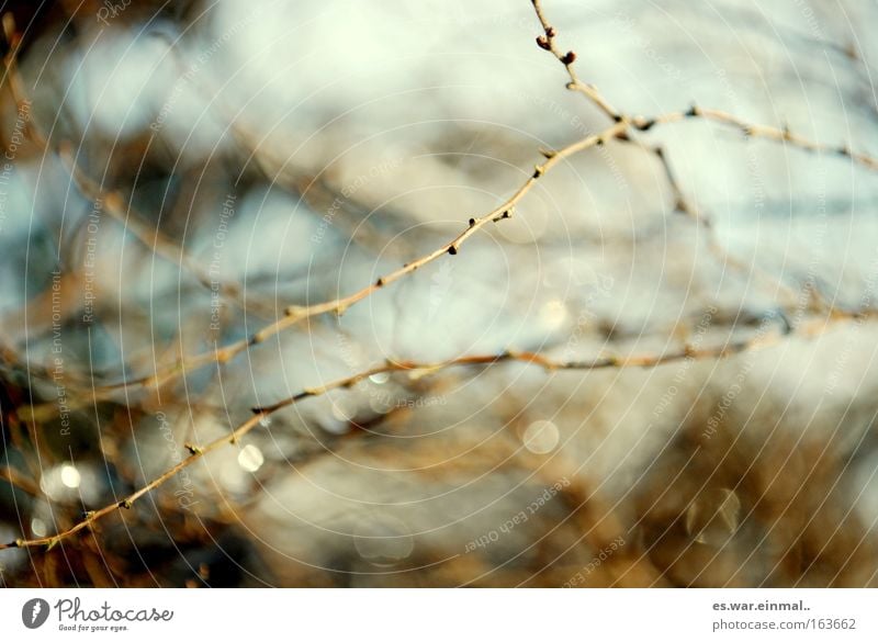 grazil. Umwelt Natur Frühling Herbst Pflanze Sträucher Blatt Blüte Grünpflanze Park Blühend Wachstum frisch Gesundheit neu schön stark geduldig zierlich Zweig