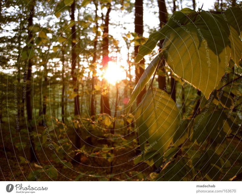 Naturerlebnis kostenlos Farbfoto Gedeckte Farben Außenaufnahme Tag Dämmerung Licht Lichterscheinung Sonnenlicht Sonnenstrahlen Sonnenaufgang Sonnenuntergang