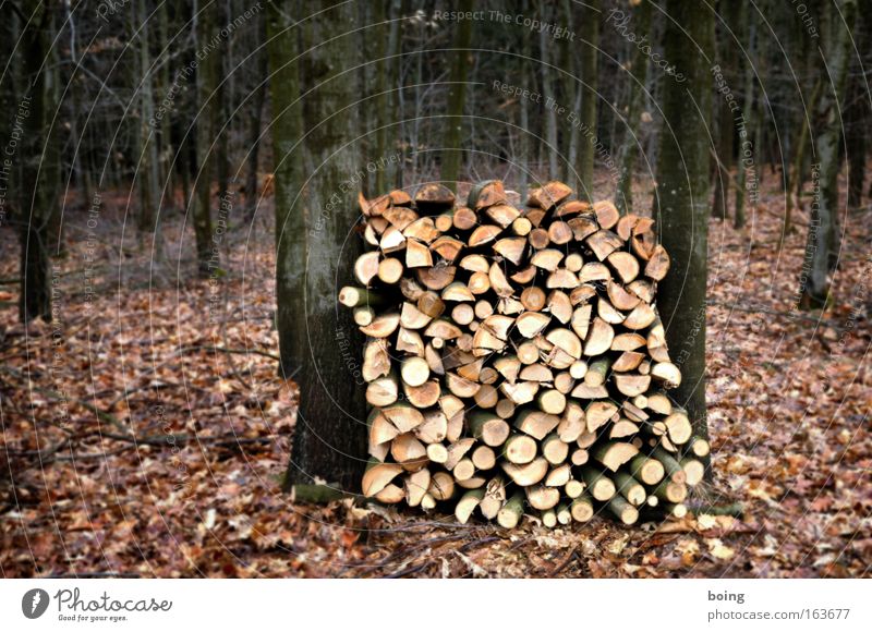 ein Ster Buche frisch geschlagen Farbfoto Gedeckte Farben Außenaufnahme Menschenleer Tag Schwache Tiefenschärfe Zentralperspektive Landwirtschaft