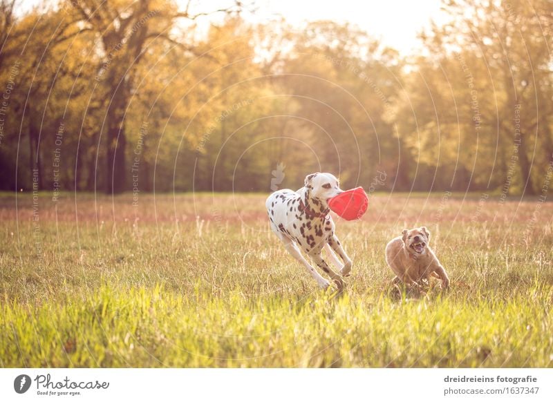 Hunde spielen und rennen durch die Gegend Natur Erde Sonne Sonnenaufgang Sonnenuntergang Sonnenlicht Frühling Sommer Garten Park Wiese Tier 2 Bewegung Spielen