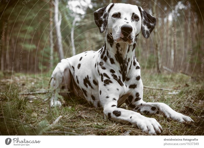 Dalmatiner sitzt im Wald Umwelt Natur Erde Frühling Sommer Herbst Tier Hund sitzen warten ästhetisch Coolness elegant Freundlichkeit einzigartig schön