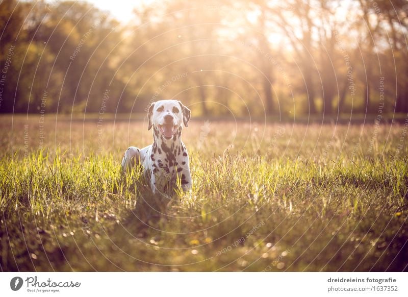 Dalmatiner im Sommer bei Sonnenuntergang Umwelt Natur Landschaft Erde Sonnenaufgang Sonnenlicht Frühling Schönes Wetter Tier Hund sitzen warten außergewöhnlich