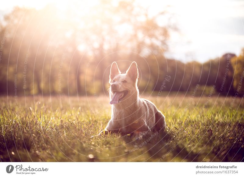 Husky im Sommer bei Sonnenuntergang im Park Umwelt Natur Landschaft Sonnenaufgang Sonnenlicht Frühling Schönes Wetter Tier Hund sitzen warten elegant