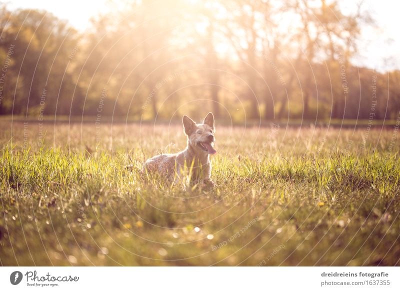 Jack Russell Terrier im Sommer bei Sonnenuntergang Natur Landschaft Sonnenaufgang Sonnenlicht Frühling Schönes Wetter Wärme Garten Park Wiese Tier Hund sitzen