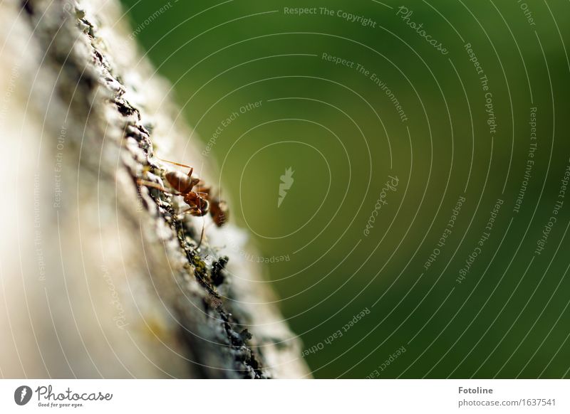 Ameisendate Umwelt Natur Pflanze Tier 2 klein nah natürlich grün Baumrinde krabbeln Insekt Farbfoto mehrfarbig Außenaufnahme Nahaufnahme Makroaufnahme