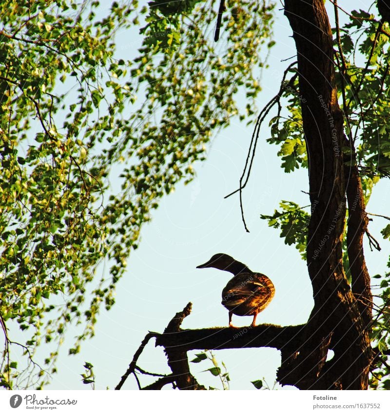 Wo ist mein Teich? Umwelt Natur Pflanze Tier Frühling Baum Vogel 1 frech frei natürlich mehrfarbig grün Ente Ast Zweige u. Äste Blatt Farbfoto Außenaufnahme