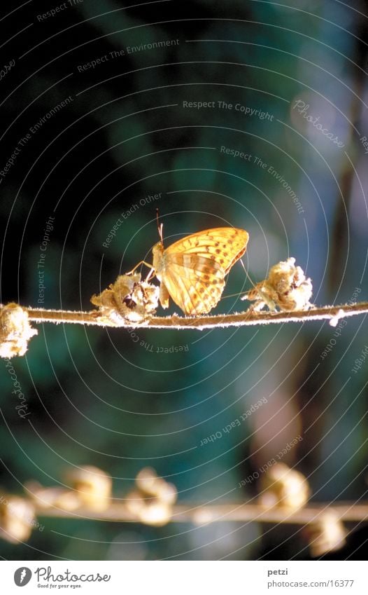 Schmetterling Seil Beine Blüte Flügel hell Fühler Farbfoto Außenaufnahme Detailaufnahme Textfreiraum oben Textfreiraum unten Unschärfe Zentralperspektive