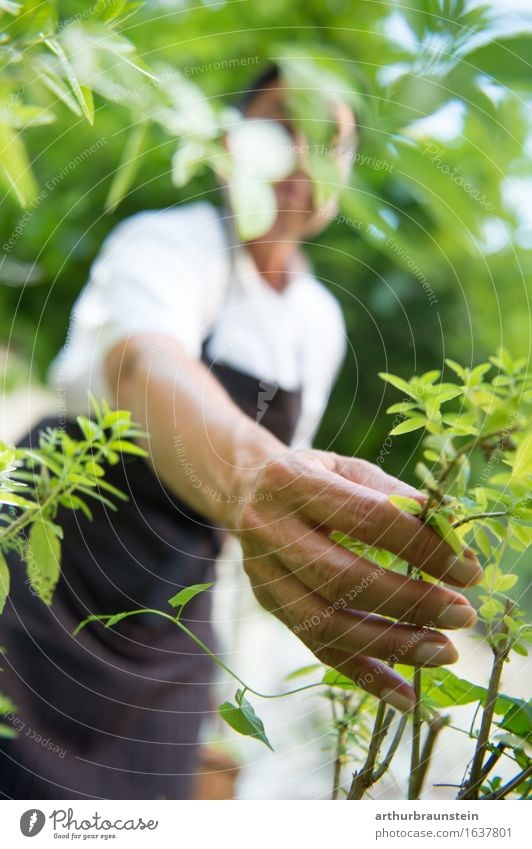 Frau beim Kräuter pflücken Freude Gesundheit Gesunde Ernährung Leben Freizeit & Hobby Garten Gartenarbeit Koch Küche Mensch feminin Erwachsene Hand 1