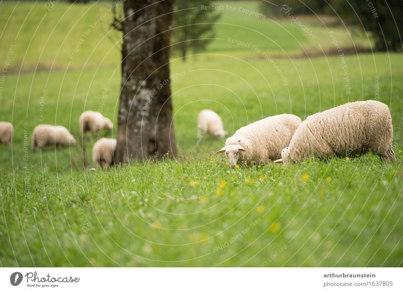 Schafherde auf der freien Wiese Lebensmittel Fleisch Ernährung Gesundheit Gesunde Ernährung Freizeit & Hobby Tierhaltung Ferien & Urlaub & Reisen Tourismus