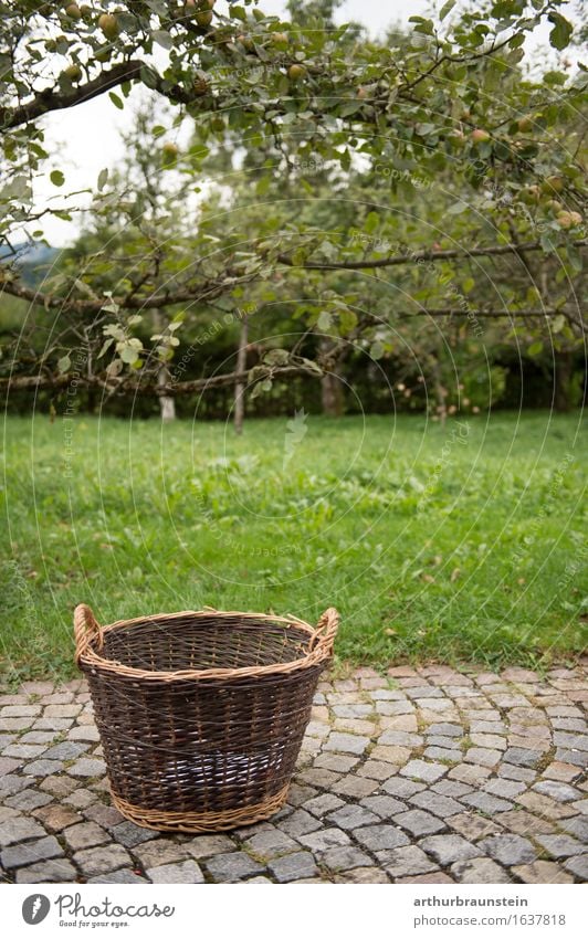 Korb für Obsternte Lebensmittel Frucht Ernährung Bioprodukte Ernte Gesundheit Gesunde Ernährung Freizeit & Hobby Garten Landwirtschaft Forstwirtschaft Umwelt