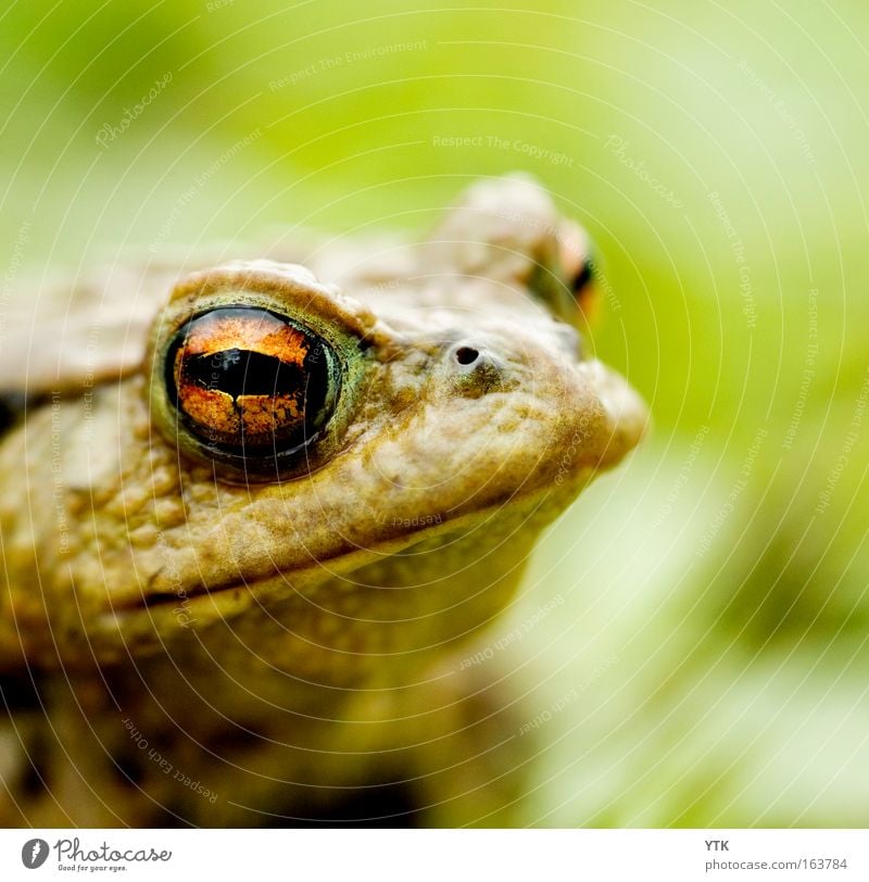 Schau mir in die Augen, Kleines! Farbfoto Gedeckte Farben Außenaufnahme Makroaufnahme Strukturen & Formen Textfreiraum rechts Textfreiraum oben Tag Kontrast