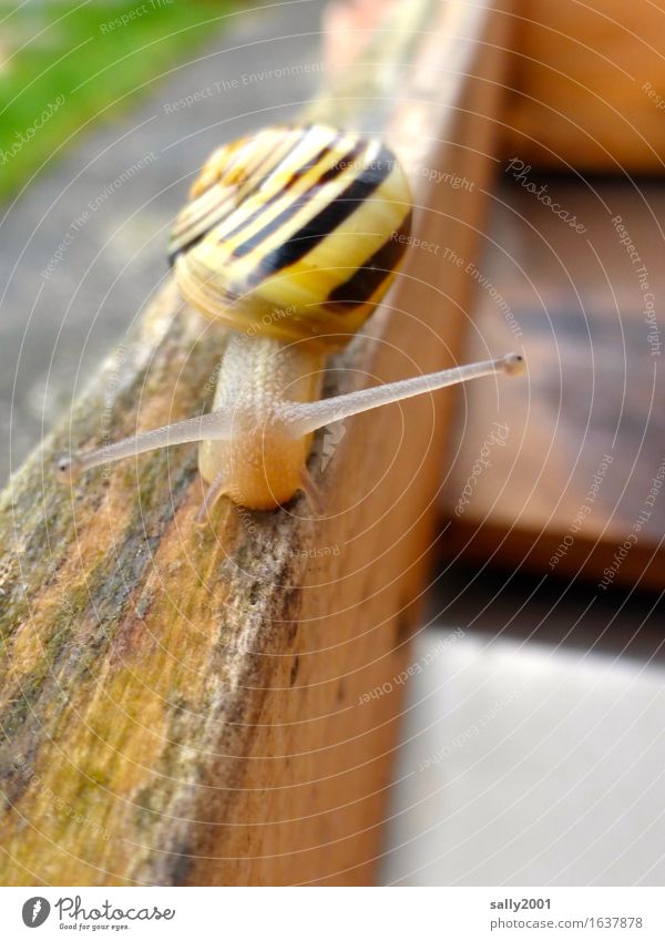 immer den Fühlern nach... Tier Schnecke 1 Freundlichkeit Neugier schleimig Wege & Pfade Balken Schwebebalken Schneckenhaus langsam krabbeln unterwegs Garten