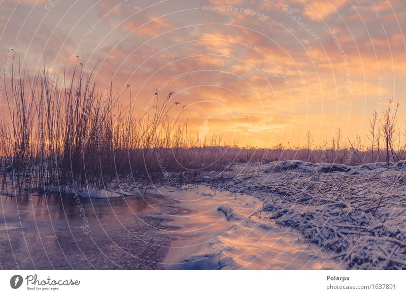 Gefrorener See mit Grasschattenbildern im Sonnenaufgang schön Strand Meer Winter Schnee Umwelt Natur Landschaft Pflanze Himmel Wolken Küste Fluss frieren dunkel