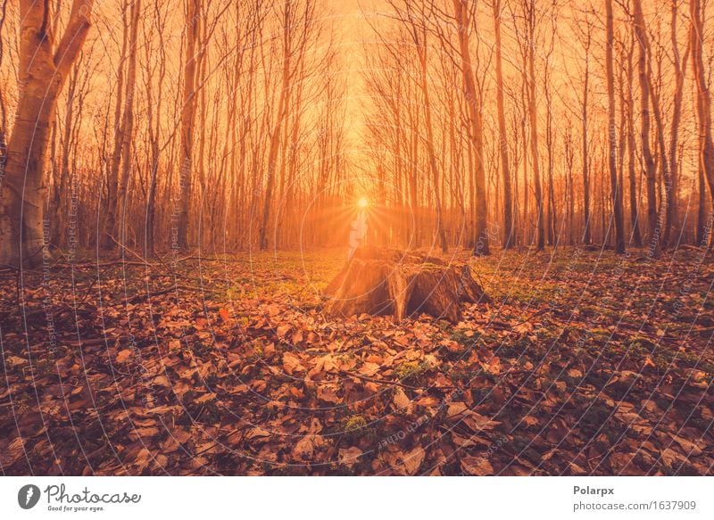 Märchen Sonnenaufgang in einem Wald mit einem Baumstumpf schön Sommer Umwelt Natur Landschaft Herbst Nebel Blatt Park Straße hell grün Waldlichtung magisch