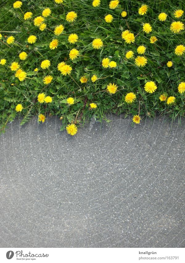 Nature vs. Civilisation Außenaufnahme Menschenleer Textfreiraum unten Tag Pflanze Frühling Blume Gras Blüte Grünpflanze Wildpflanze Wiese Blühend Wachstum gelb