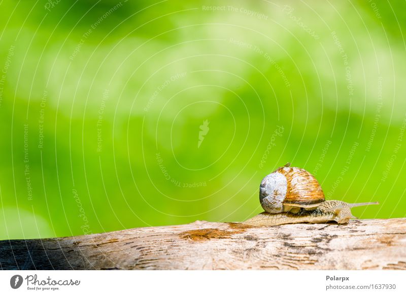 Schnecke in einem Wald am Frühjahr, das in eine hölzerne Niederlassung kriecht schön Leben Sommer Haus Tapete Umwelt Natur Tier Wärme Baum Park Stein einfach