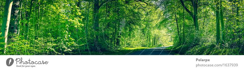 Wald in den grünen Farben mit einer Straße im Frühjahr Sommer Sonne Umwelt Natur Landschaft Pflanze Frühling Baum Blatt Park hell natürlich wild Gelassenheit