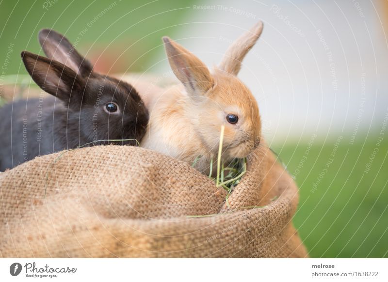 juhuuuuuuuu Ostern Sommer Gras Stroh Garten Wiese Tier Haustier Tiergesicht Fell Hasenohren Zwergkaninchen Säugetier Nagetiere 2 Tierpaar Tierjunges Juttesack