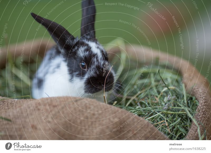 bin sooo traurig ... Ostern Gras Heu Wiese Tier Haustier Tiergesicht Fell Zwergkaninchen Nagetiere Säugetier Hasenohren Schnauze 1 Tierjunges Juttesack Erholung