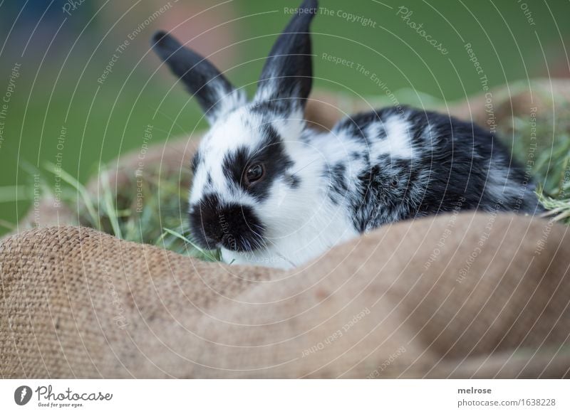 chillen am WE Ostern Gras Stroh Heu Wiese Tier Haustier Tiergesicht Fell Zwergkaninchen Hasenohren Nagetiere Säugetiere 1 Tierjunges Juttesack Erholung genießen