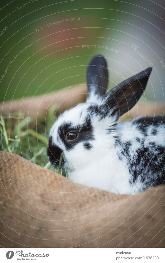 der 3. im Bunde Ostern Garten Wiese Tier Haustier Tiergesicht Fell Zwergkaninchen Hasenlöffel Langohr Säugetiere Nagetiere 1 Tierjunges Stroh Heu Juttesack