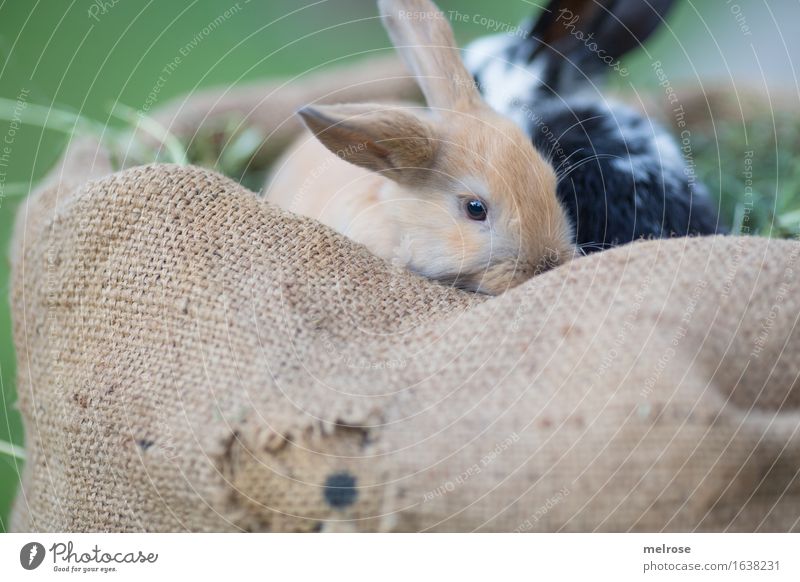 gemeinsam im HEUbett Ostern Gras Heu Stroh Wiese Tier Haustier Tiergesicht Fell Hasenohren Schnauze Zwergkaninchen Säugetiere Nagetiere 2 Tierpaar Tierjunges