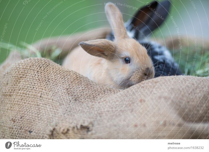 Hide and seek ... Ostern Heubett Stroh Wiese Tier Haustier Tiergesicht Fell Zwergkaninchen Nagetiere Säugetiere Hasenohren Schnauze 2 Tierpaar Tierjunges