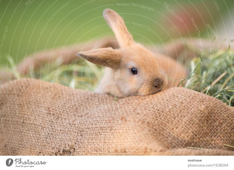 kuschelig gemütlich ... Ostern Gras Stroh Heu Wiese Tier Haustier Tiergesicht Fell Hasenlöffel Schnauze Zwergkaninchen Nagetiere Säugetier 1 Tierjunges Jutesack