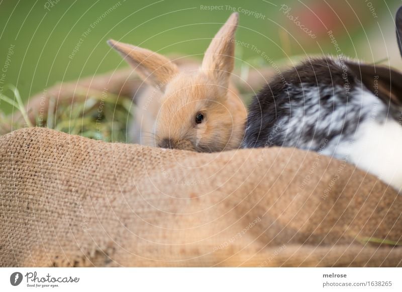 so fein kuschlig Ostern Gras Stroh Heu Wiese Tier Haustier Tiergesicht Fell Zwergkaninchen Nagetiere Säugetiere Hasenohren 2 Tierpaar Tierjunges Juttesack